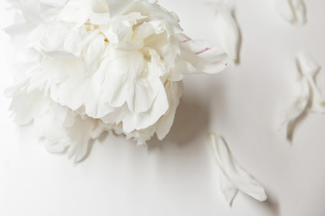 Fototapeta na wymiar White peony decor. Peony flowers petals flat lay on a white background. Beautiful minimalistic white flowers close-up photo.