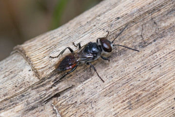  square-headed wasp, Tachysphex sp.Photo made in Catalonia, Spain