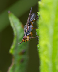 Phoenyx fly male (Dorycera graminum).Spain