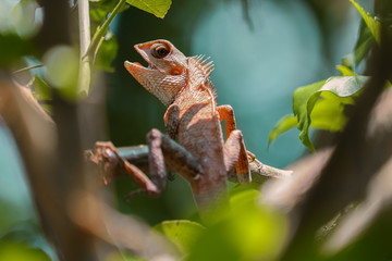 chameleon on tree