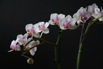 White with pink  orchid. Branches of  orchid on  black background.
