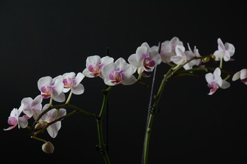 Fototapeta na wymiar White with pink orchid. Branches of orchid on black background. 
