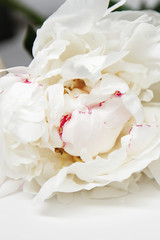 White peony flowers. Peony petals lays on a white background. Beautiful minimalistic white flowers close-up photo.