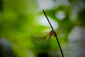 dragonfly on a leaf