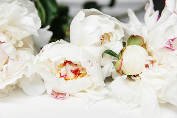 White peony flowers. Peony petals lays on a white background. Beautiful minimalistic white flowers close-up photo.