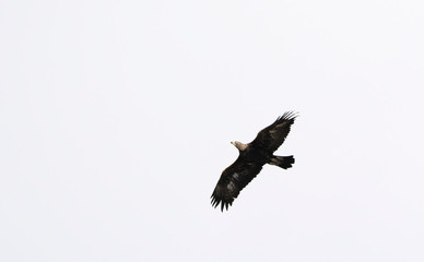 Golden Eagle (Aquila chrysaetos), Crete