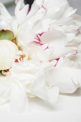White peony flowers. Peony petals lays on a white background. Beautiful minimalistic white flowers close-up photo.