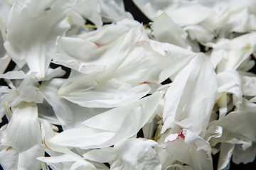 Fototapeta na wymiar White peony flowers. Peony petals lays on a white background. Beautiful minimalistic white flowers close-up photo.