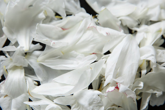 White peony flowers. Peony petals lays on a white background. Beautiful minimalistic white flowers close-up photo.