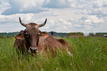 Cow on pasture meadow flowers landscape. Cow lying on grass. Cow lying down. Brown cow lying rest on grass