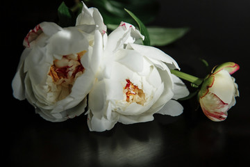 White peony flowers. Peony petals lays on a black background. Beautiful minimalistic white flowers close-up photo.