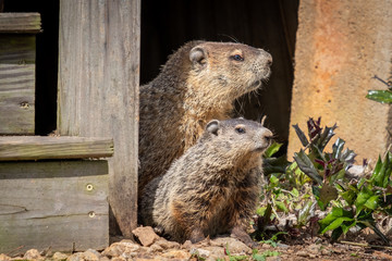 A mother groundhog and her kit peer out from beneath a deck. Raleigh, North Carolina.