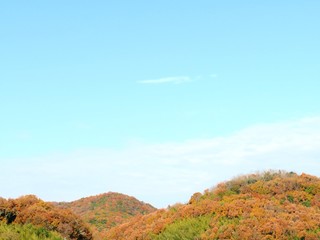 Fototapeta premium 日本の田舎の風景 12月 冬の山の木々と青空