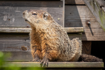 A large groundhog appears to stand guard on the steps. Raleigh, North Carolina.