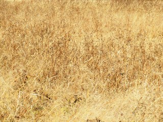 日本の田舎の風景　12月　冬の草叢