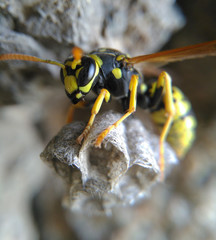 Paper wasp defending its nest