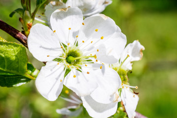 Blooming plum with white flowers close-up.