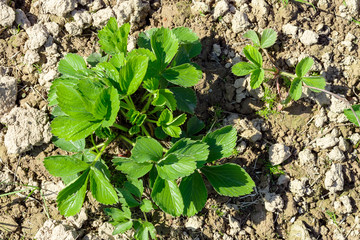 Strawberry bush in the garden in early spring. View from above