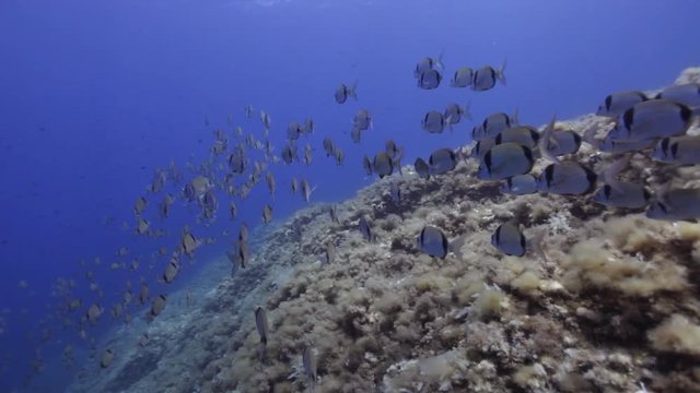 Underwater shot of a school of Mojarra fish Diplodus vulgaris in the Toro marine reserve. Majorca. Buoy 6
