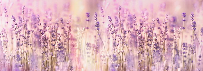 Flowering lavender flower, lavender flowers lit by sunlight in flower garden - obrazy, fototapety, plakaty