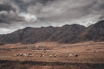 Sheep on the background of mountains, Altai mountains in the fall