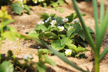 Close up of strawberry plant with flowers growing in garden on straw.Tasty juice healthy berries plantation. Agricultural plant food business
