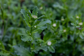 unblown Bud of a flower of wild daisies in the garden