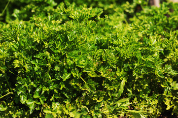 Curly parsley. Plantation of greenery close-up. Food background of green parsley leaves.