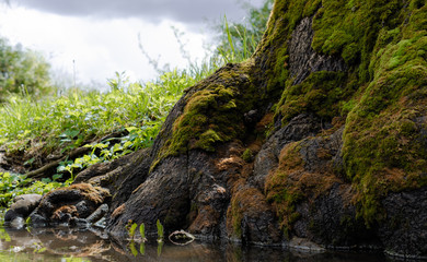tree after rainy day