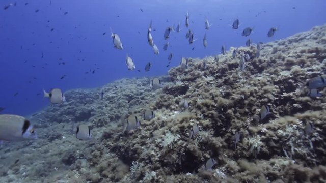 Underwater shot of a school of Mojarra fish Diplodus vulgaris in the Toro marine reserve. Majorca. Buoy 6