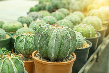 The beautiful green cactus and spiky in the pot
