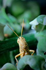 green grasshopper on a leaf