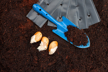 Preparation seeds durian for planting trees of gardeners.