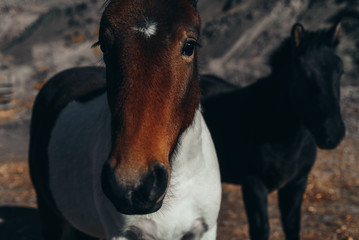 Naklejka premium horses on a background of mountains at sunset. Altai mountains