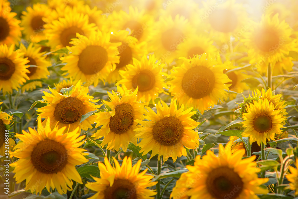 Canvas Prints Bright picture of golden sunflowers in the field with rays of a setting sun