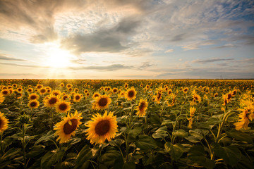 Fototapeta premium Golden sunflower in the field and setting sun on the background
