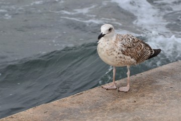 Black Sea Gull