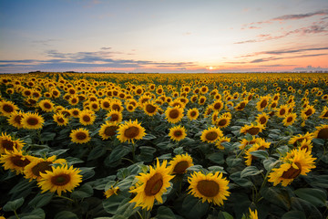 Obraz premium A field of sunflowers in sunset in the south of Ukraine