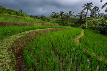 Fototapeta na wymiar Rice terraces in moody ,rainy weather in Bali / Indonesia