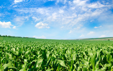 Fototapeta na wymiar Green corn field and bright blue sky.