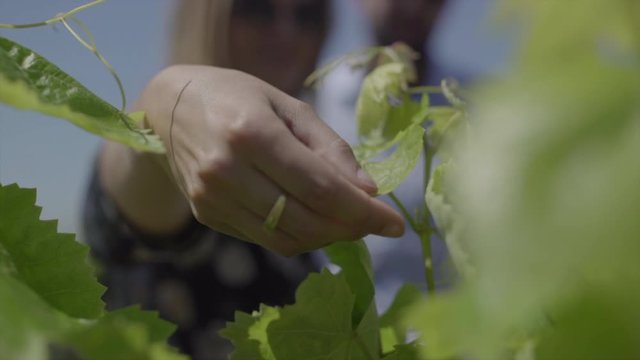 Young Couple on a Wine Tour Check the Leaves of Grape Trees in Alella, Spain, Daylight 4K