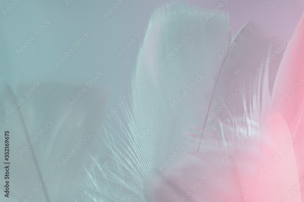 Aufkleber Exotic texture feathers background close up. Soft feathers pattern for your design. Macro photography view.