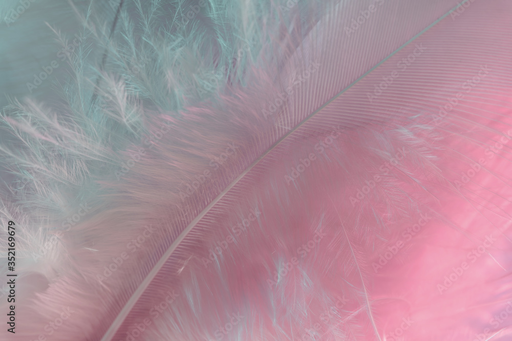 Poster Exotic texture feathers background close up. Soft feathers pattern for your design. Macro photography view.
