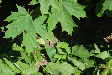 green leaves background
