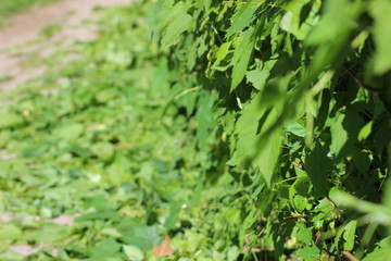 green grass in the garden