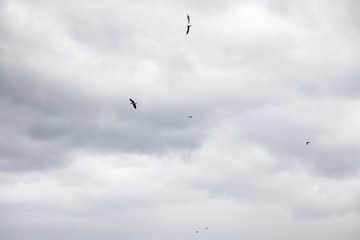 Little gulls circling in the gray sky in search of food
