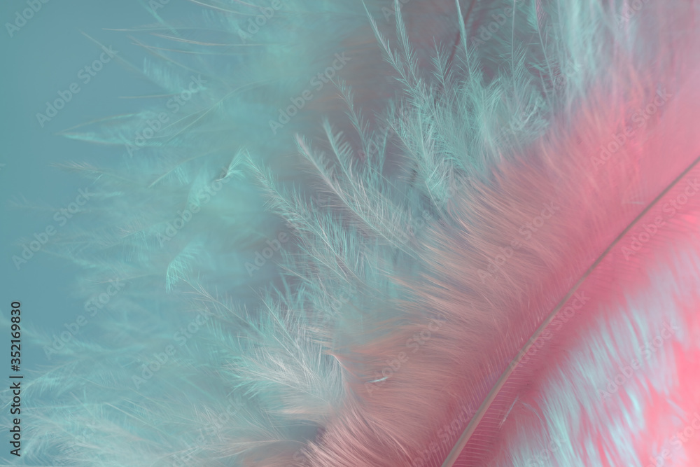 Poster Exotic texture feathers background close up. Soft feathers pattern for your design. Macro photography view.
