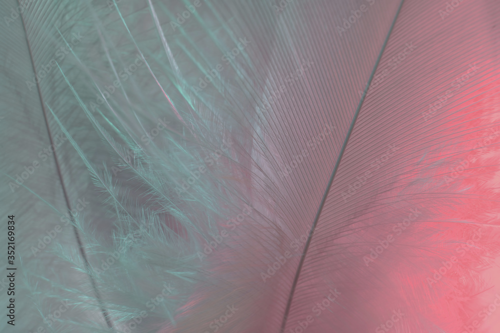 Aufkleber exotic texture feathers background close up. pink and aquamarine feathers pattern for your design. m