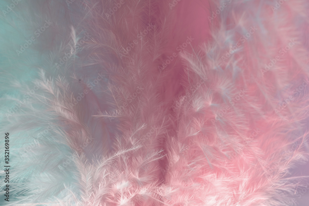 Poster Exotic texture feathers background close up. Pink  and aquamarine feathers pattern for your design. Macro photography view.