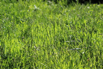 green grass texture